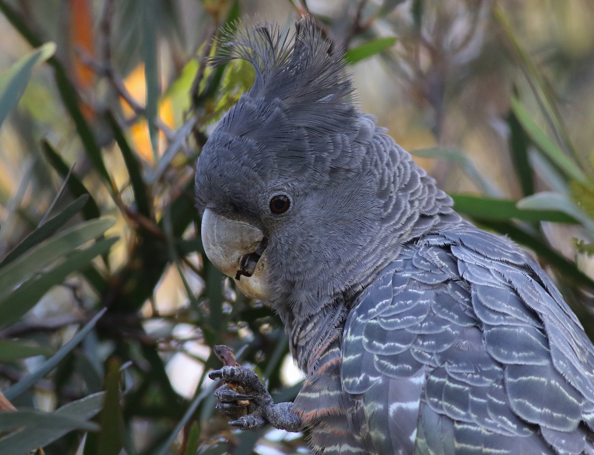 Gang-gang Cockatoo - ML646171809