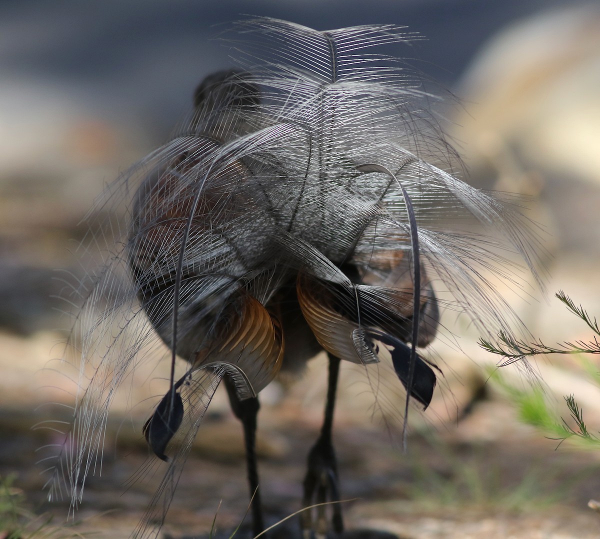 Superb Lyrebird - ML646171815