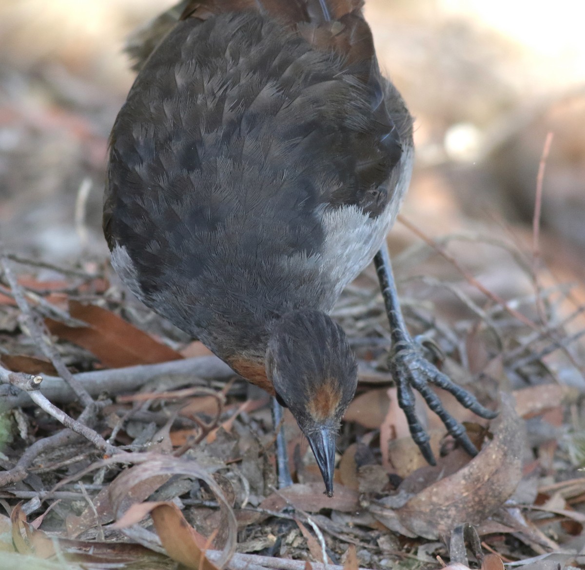 Superb Lyrebird - ML646171816
