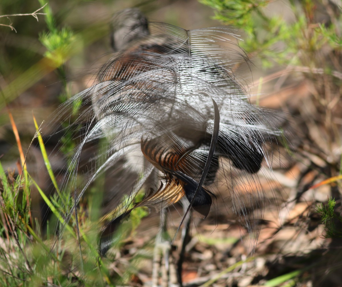Superb Lyrebird - ML646171817