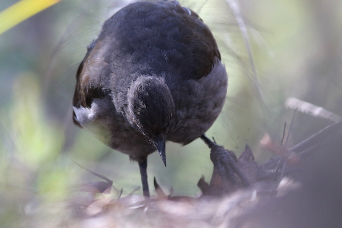 Superb Lyrebird - ML646171818