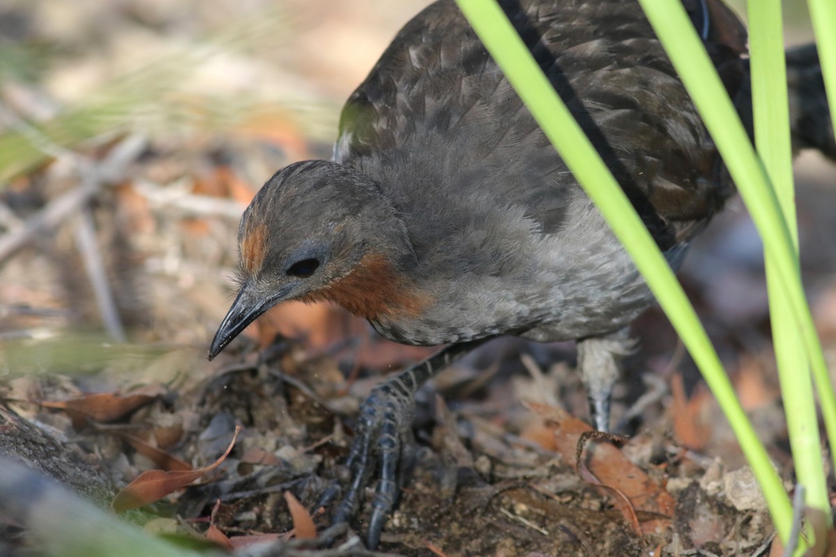 Superb Lyrebird - ML646171819