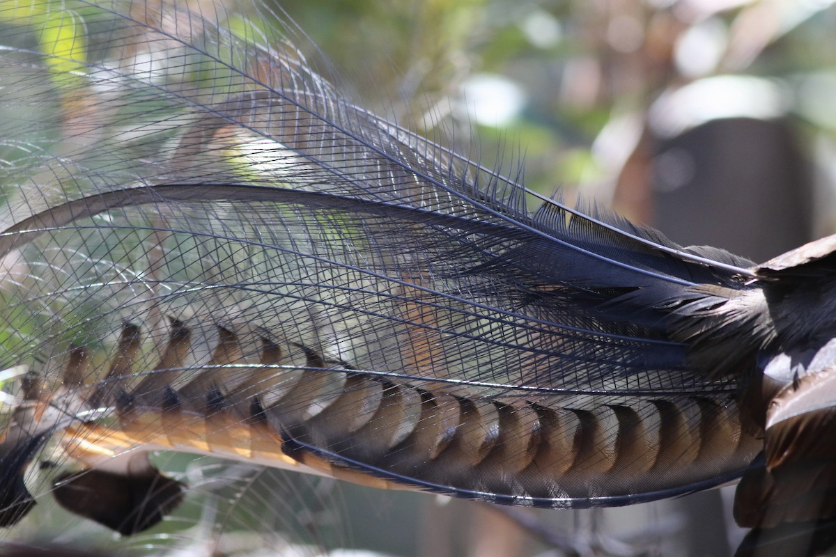 Superb Lyrebird - ML646171820
