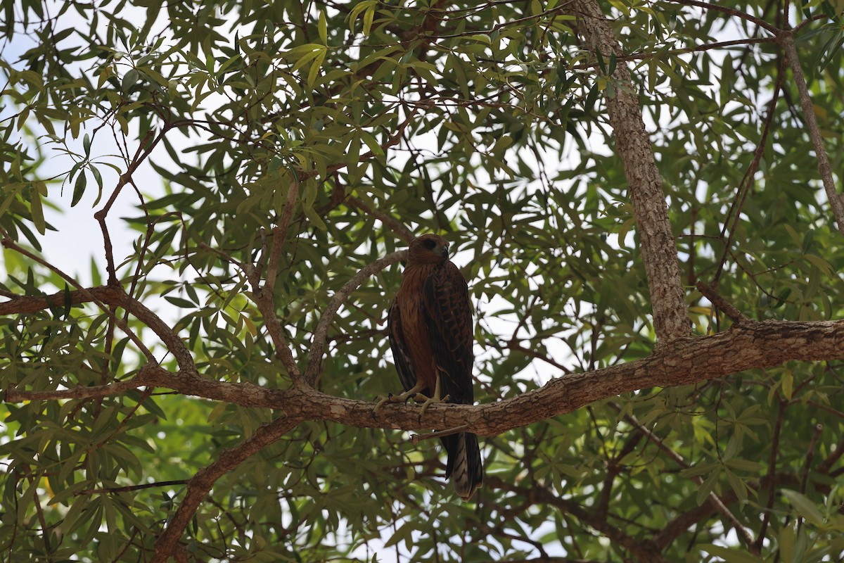 Fuchshabicht - ML646171822