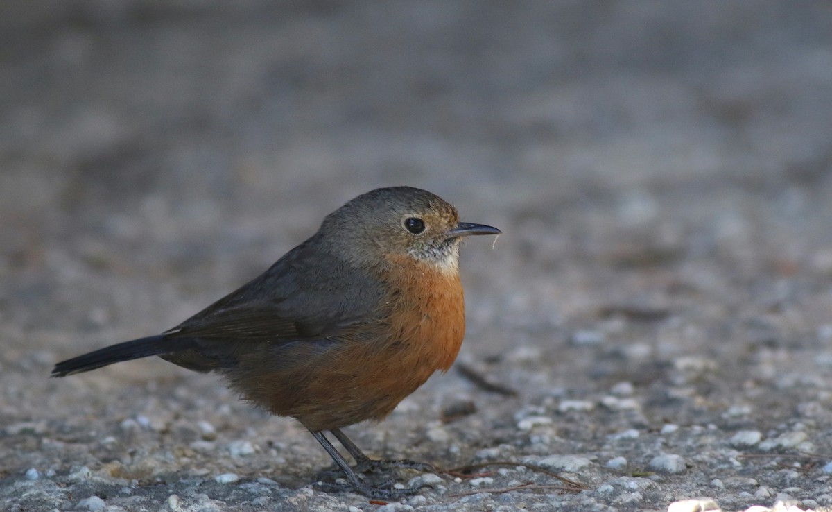 Rockwarbler - ML646171824
