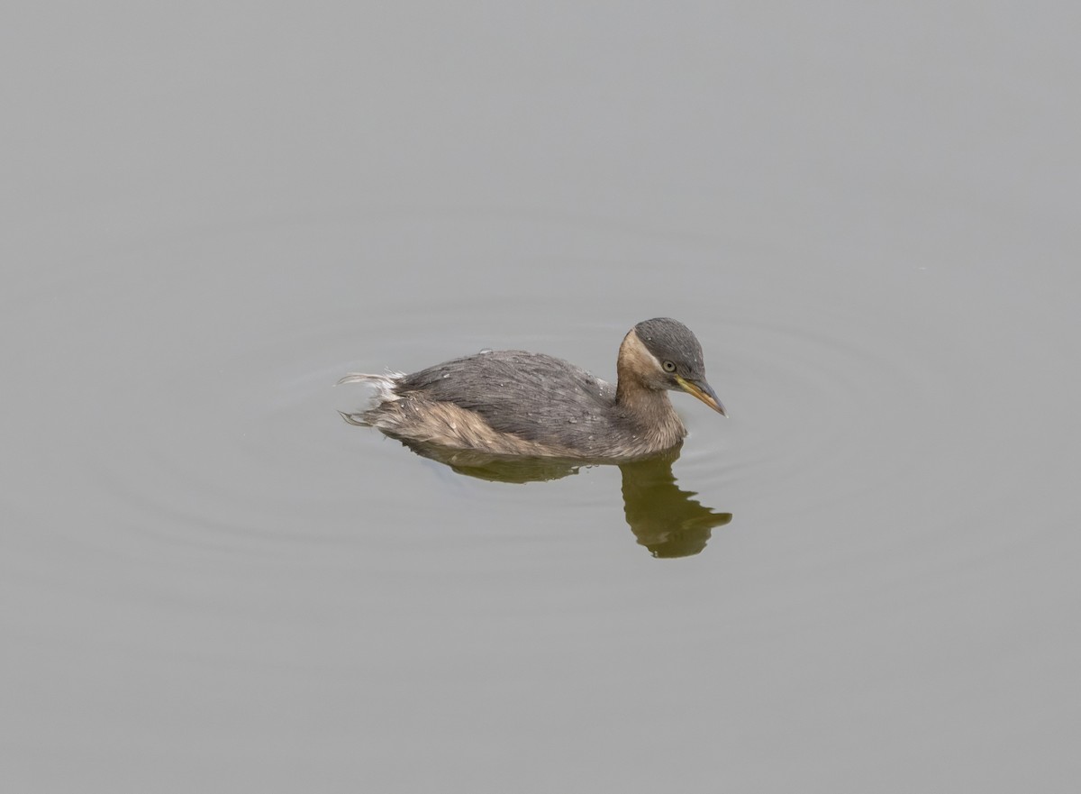 Little Grebe - ML646171826