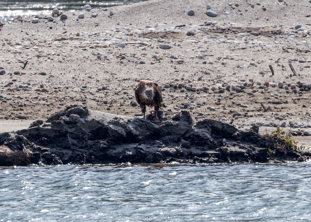 Pallas's Fish-Eagle - ML646171827