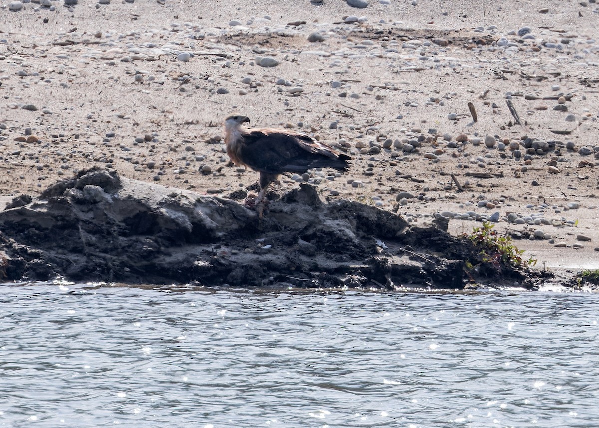 Pallas's Fish-Eagle - ML646171828