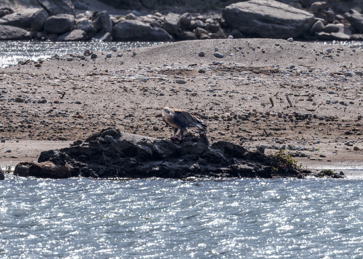 Pallas's Fish-Eagle - ML646171829