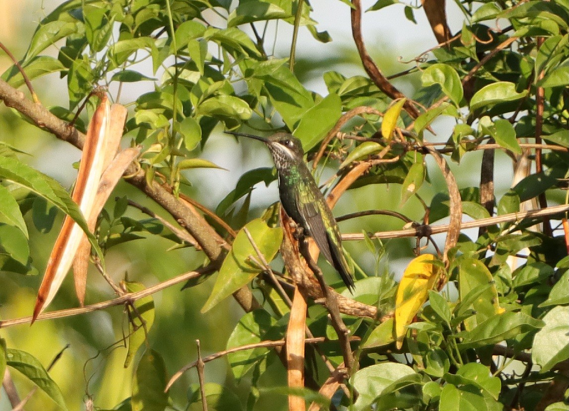 Stripe-breasted Starthroat - ML646171830