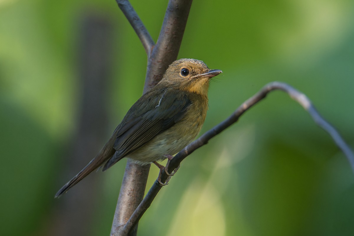 Large Blue Flycatcher - ML646171831