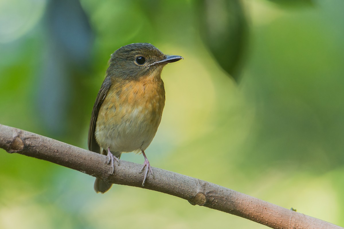 Large Blue Flycatcher - ML646171832