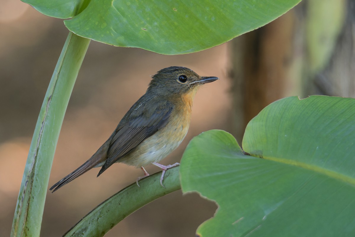 Large Blue Flycatcher - ML646171833