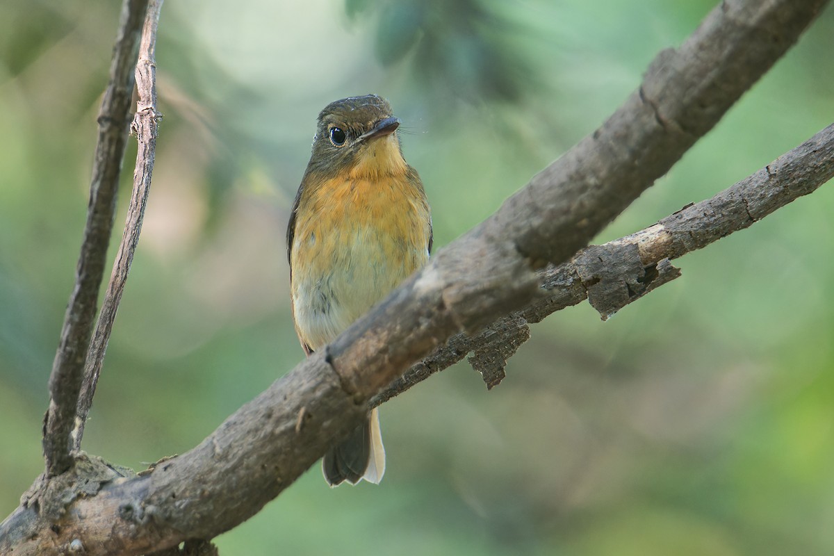 Large Blue Flycatcher - ML646171834