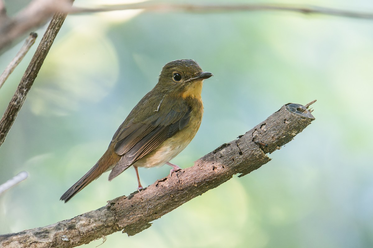 Large Blue Flycatcher - ML646171835