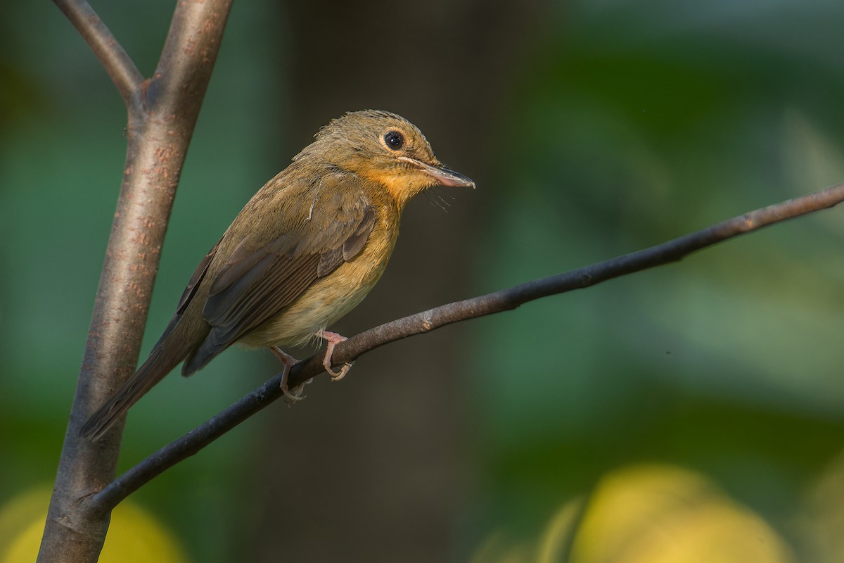 Large Blue Flycatcher - ML646171836
