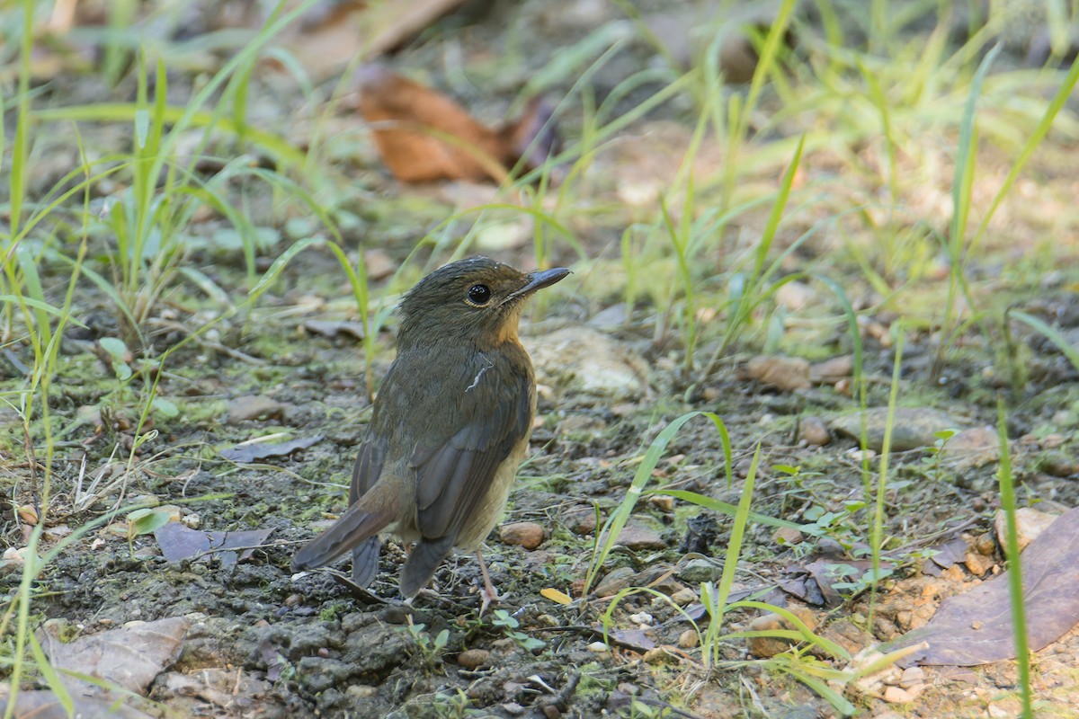 Large Blue Flycatcher - ML646171837
