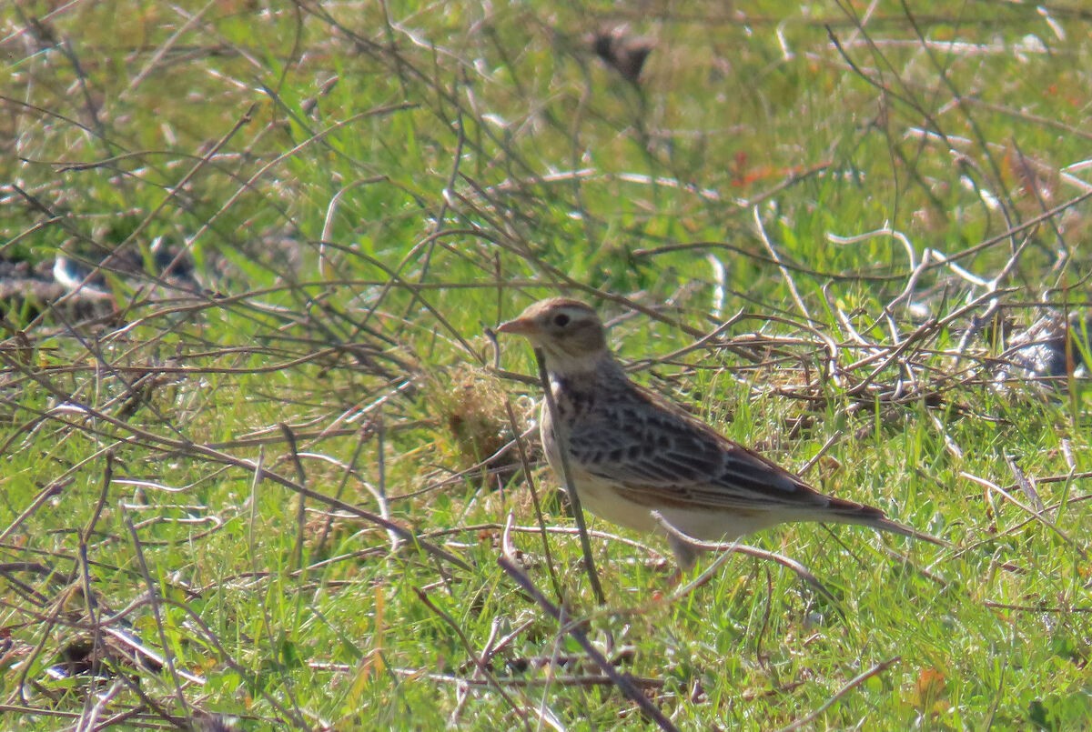 Eurasian Skylark - ML646171838