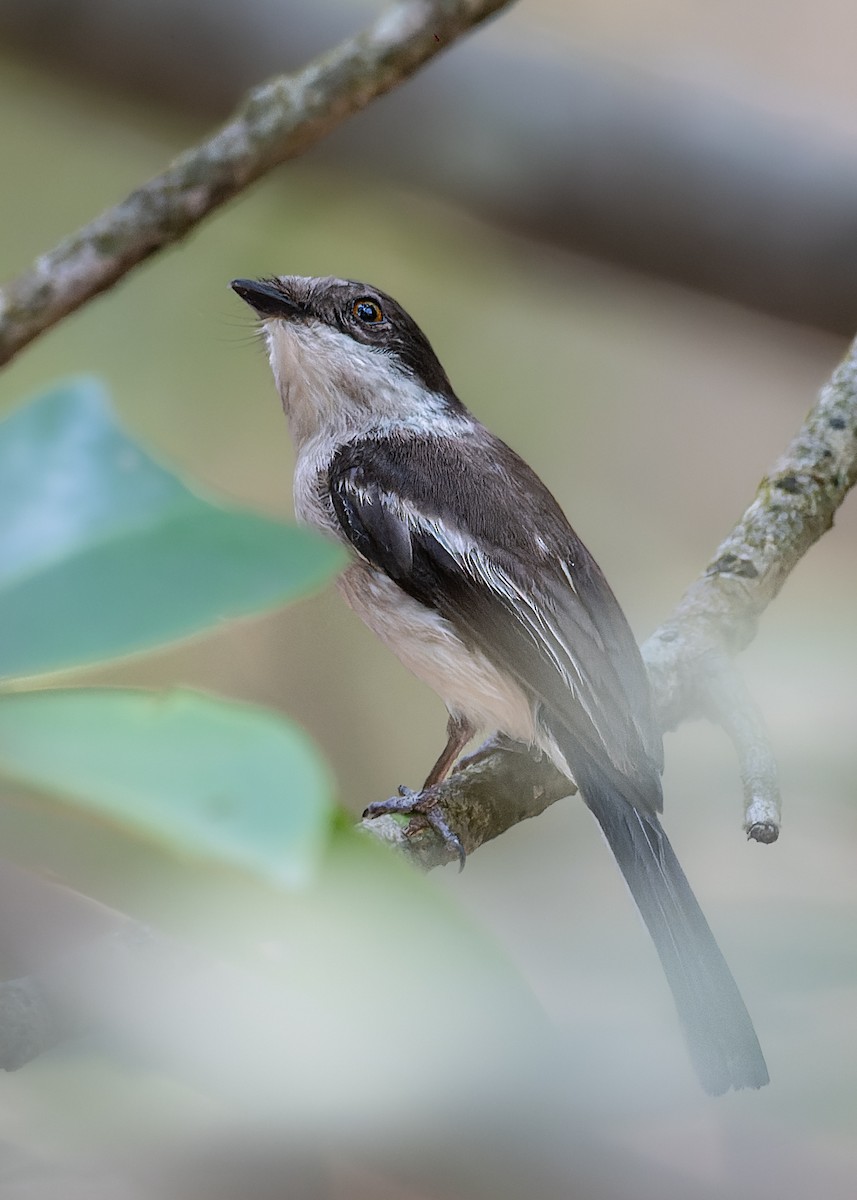 Bar-winged Flycatcher-shrike - ML646171839