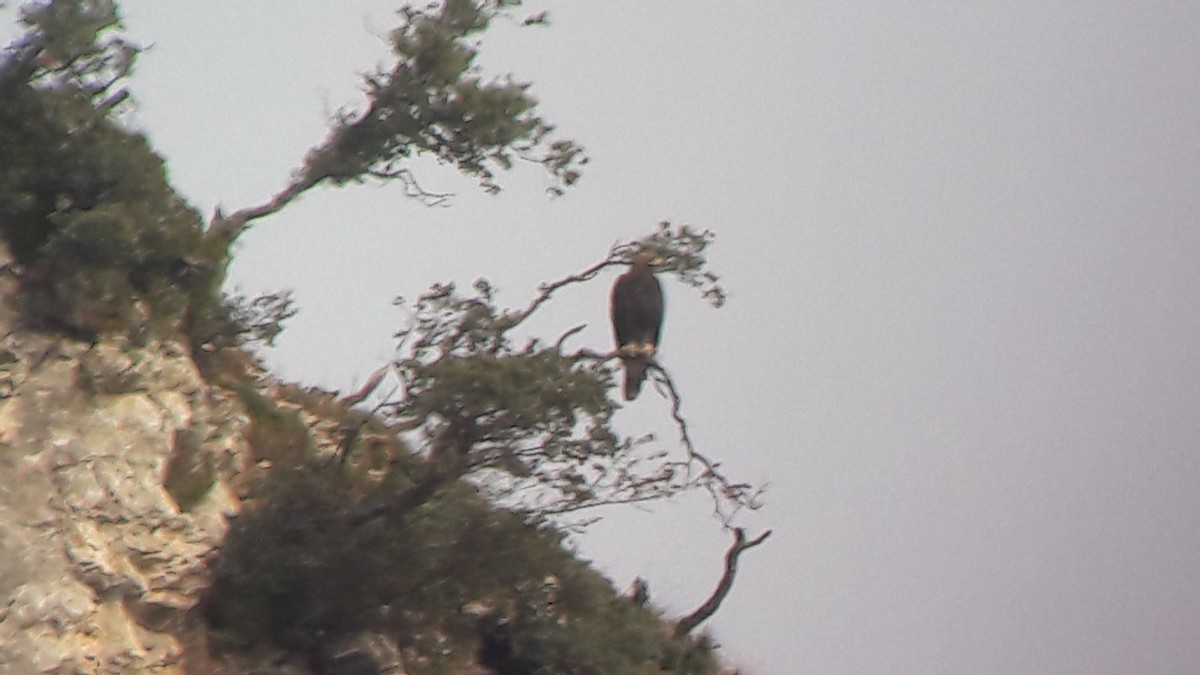 Golden Eagle - ML646171840