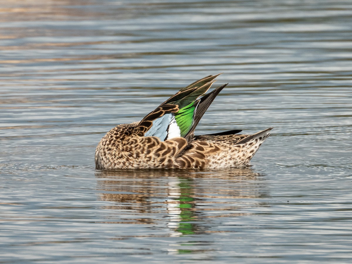 Blue-winged Teal - ML646171842