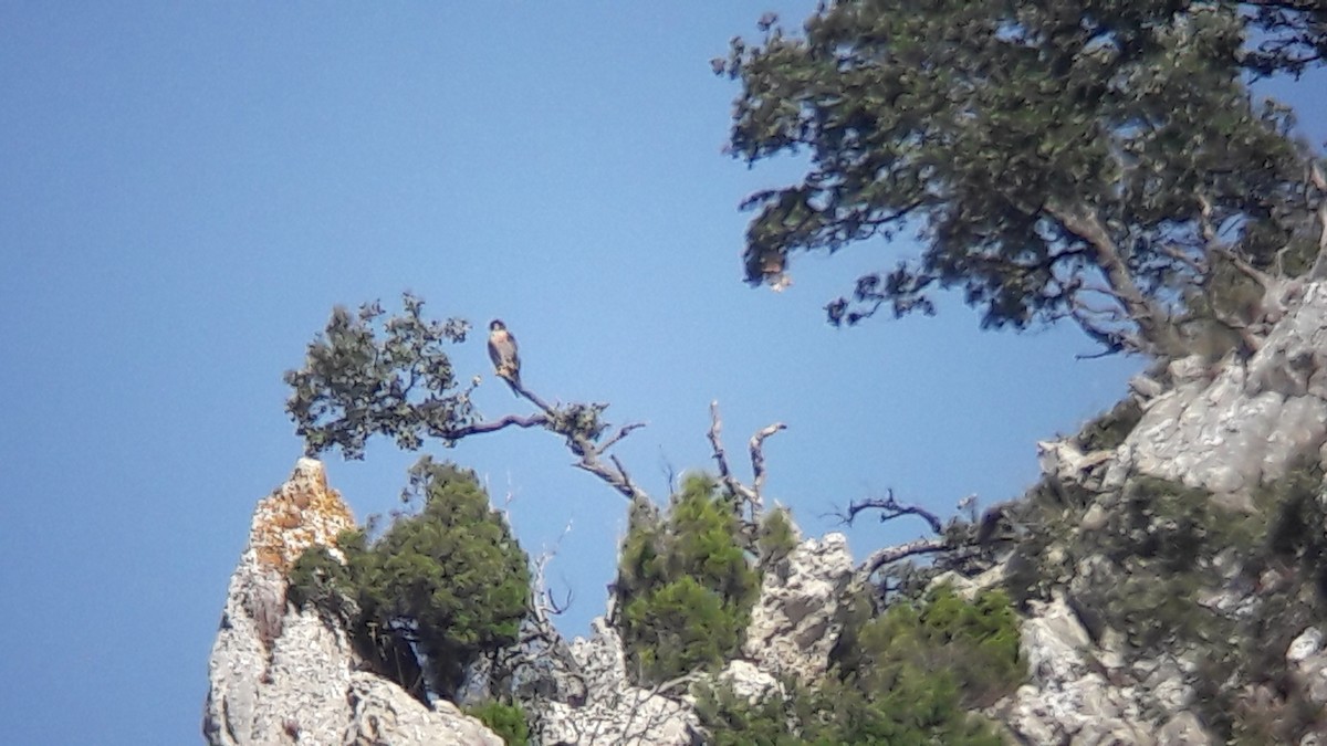 Peregrine Falcon - ML646171843