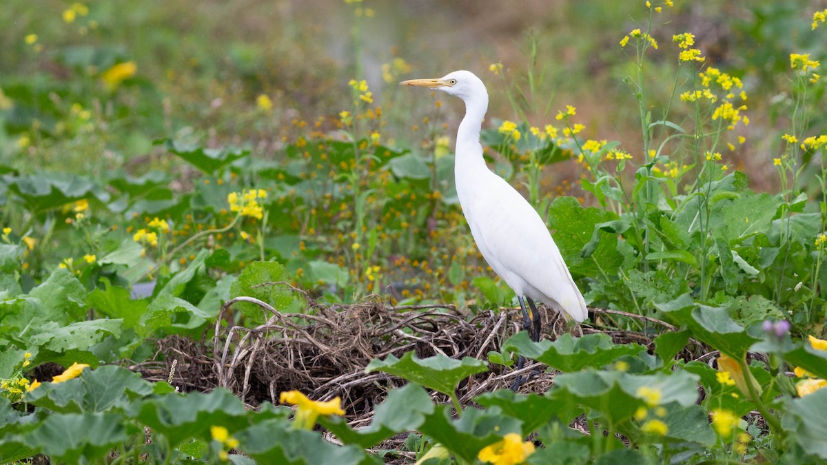 Eastern Cattle-Egret - ML646171844