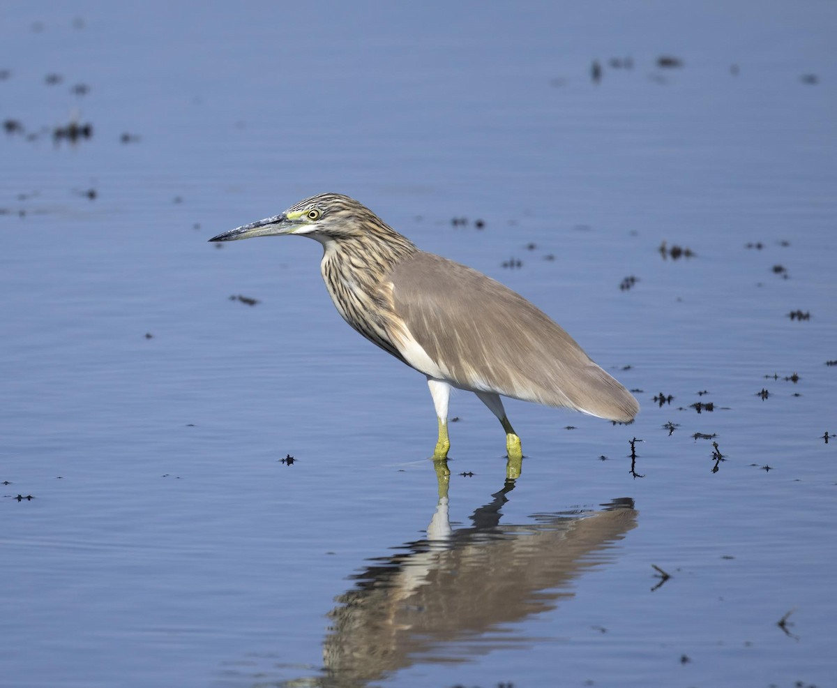 Squacco Heron - ML646171845