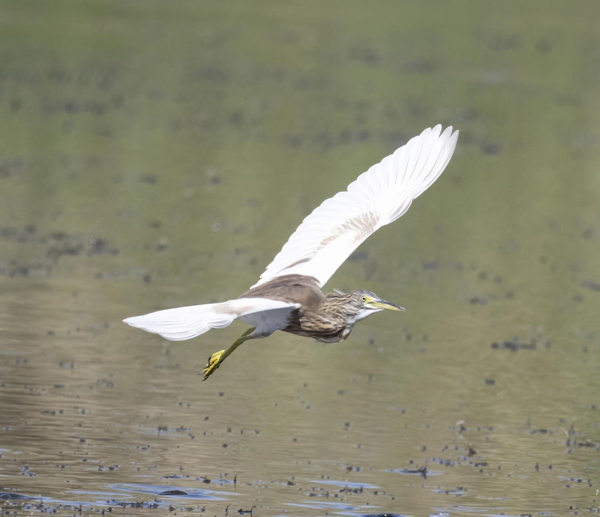 Squacco Heron - ML646171846