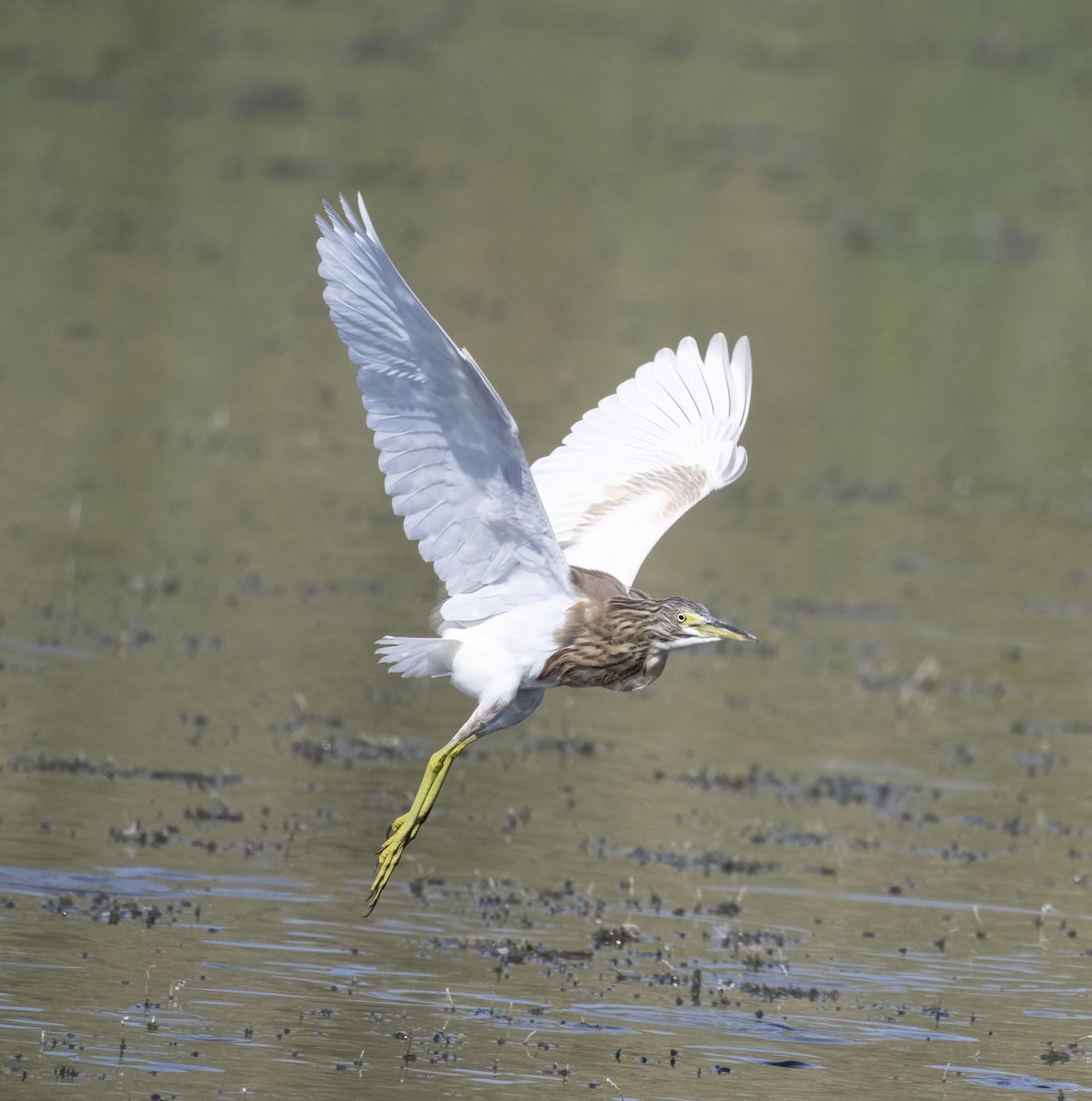 Squacco Heron - ML646171847