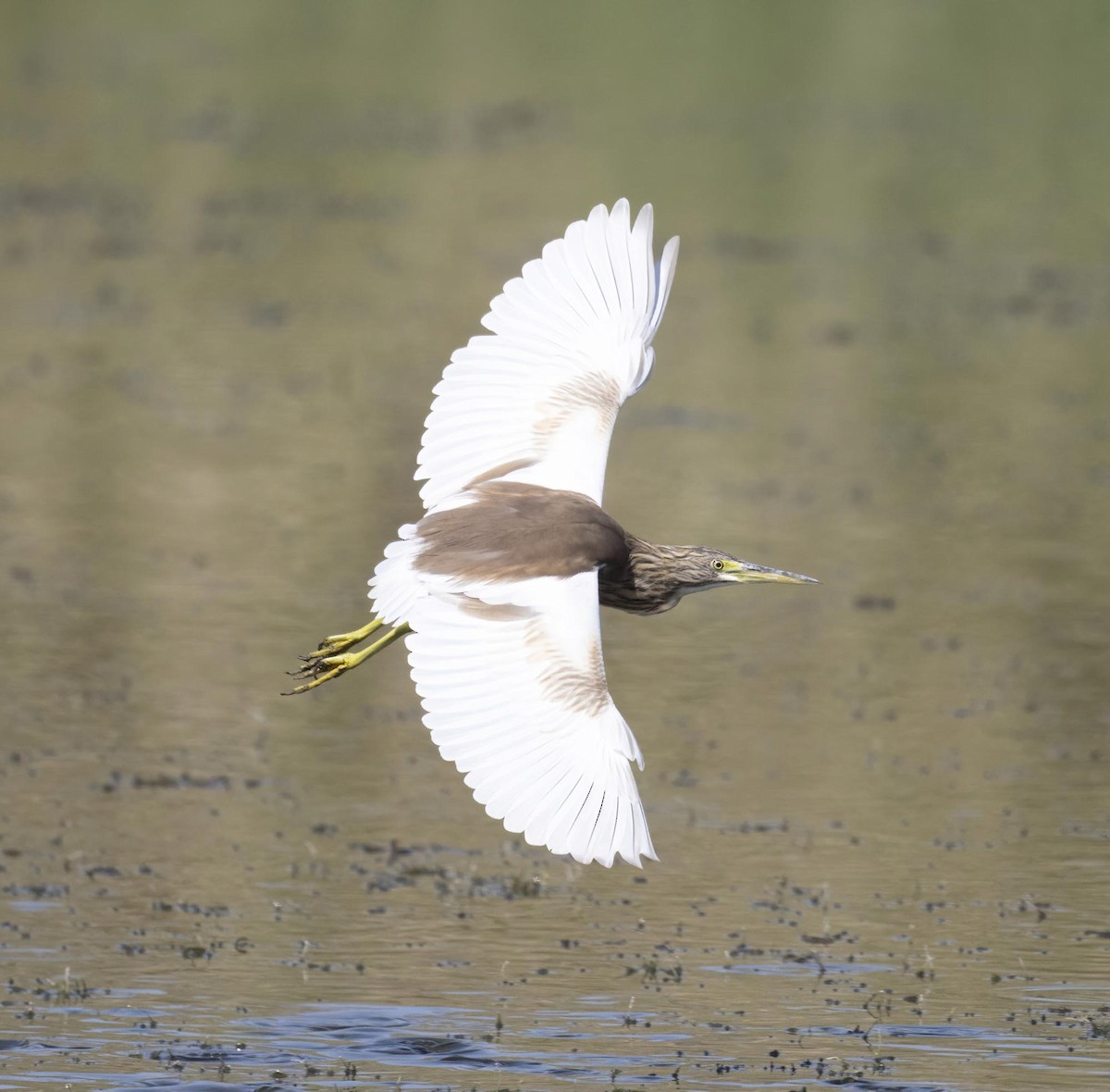 Squacco Heron - ML646171848