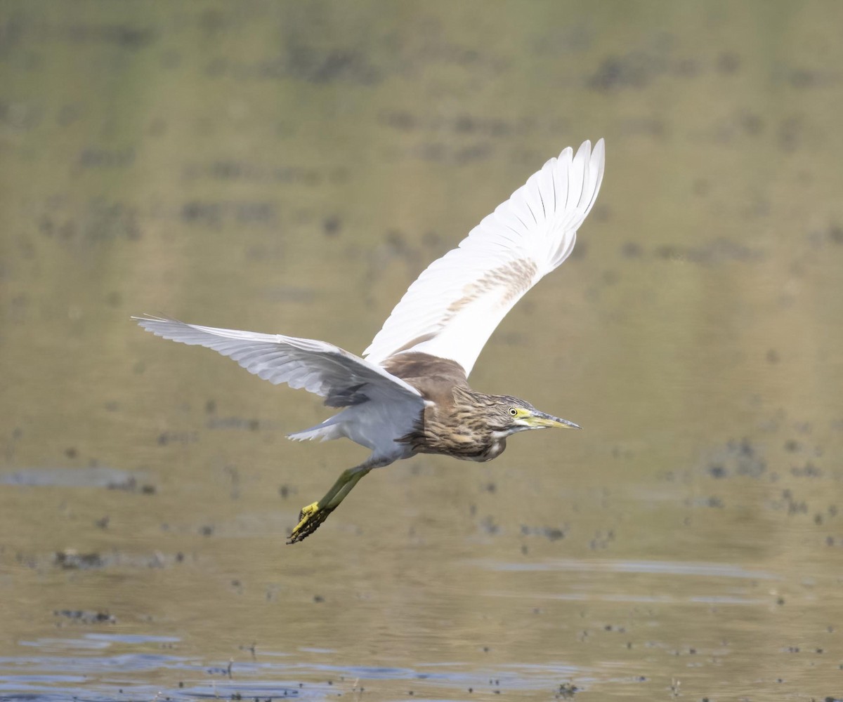 Squacco Heron - ML646171850