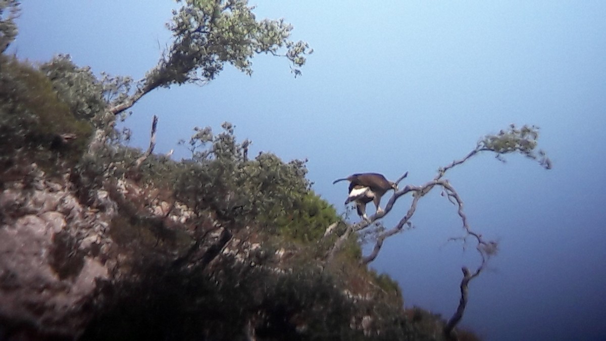 Golden Eagle - ML646171851