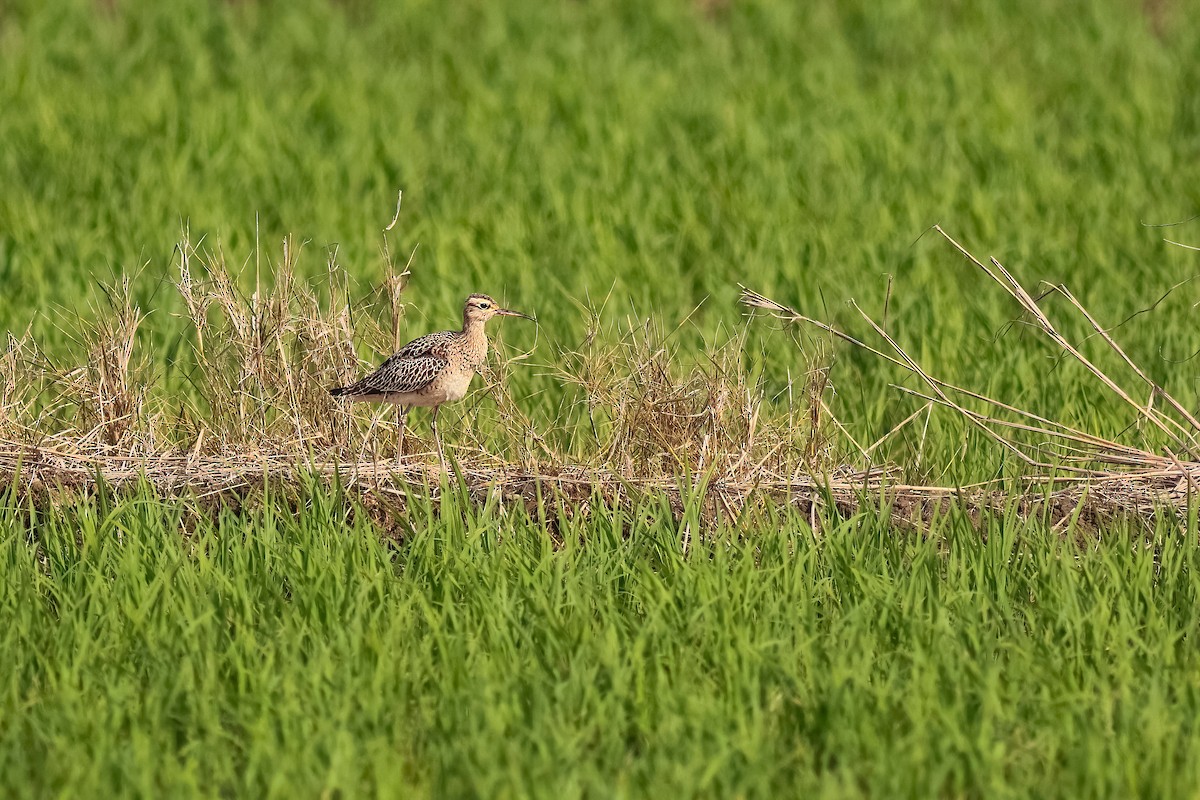 Кульон-крихітка - ML646171854