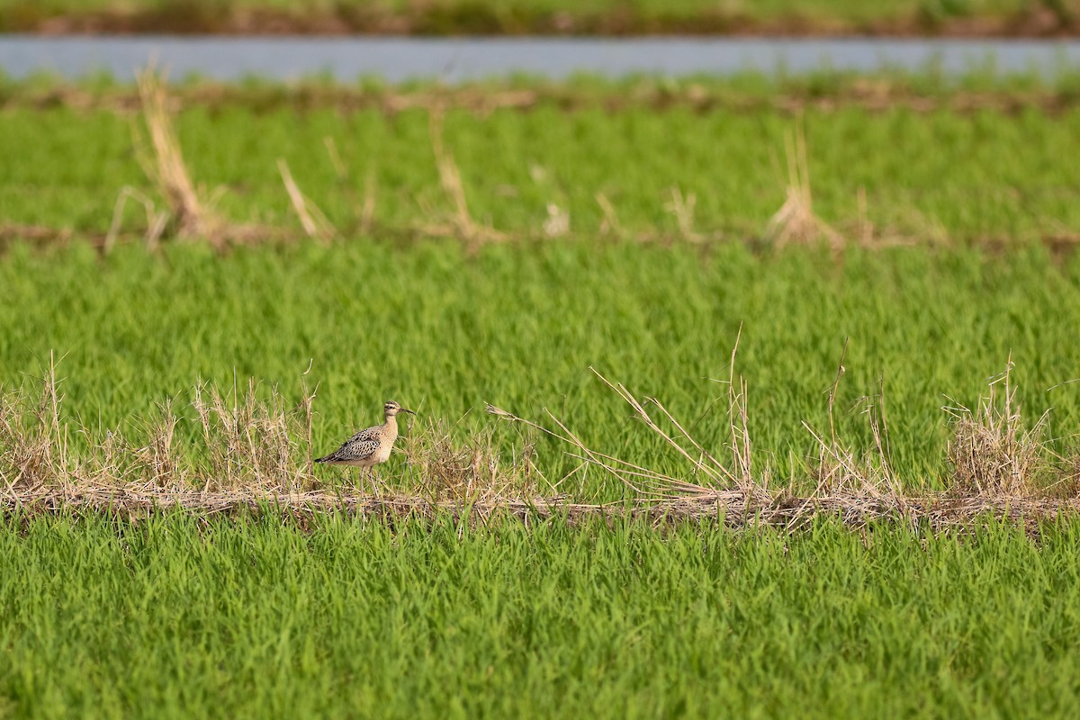 Кульон-крихітка - ML646171857