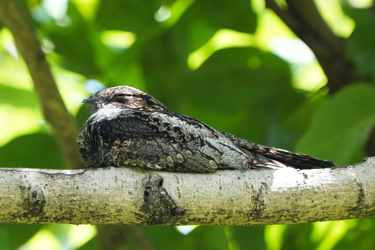 Дрімлюга маньчжурський - ML646171859