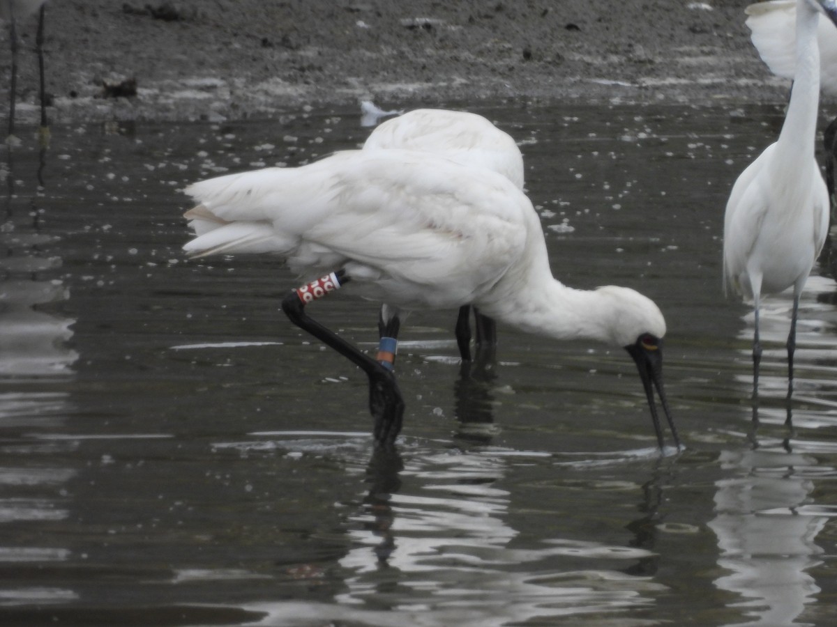 Косар малий - ML646171860