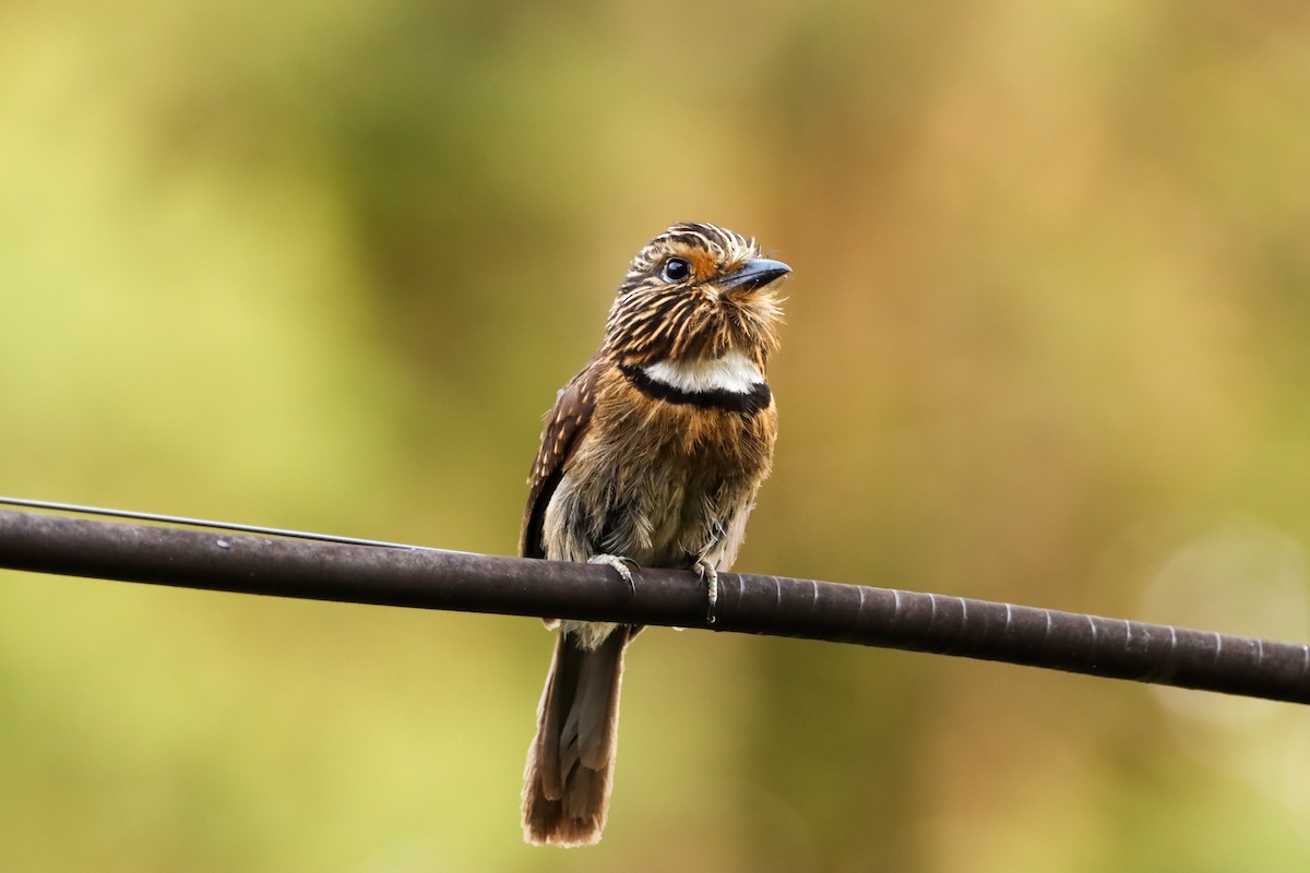 Таматія біловола - ML646171864