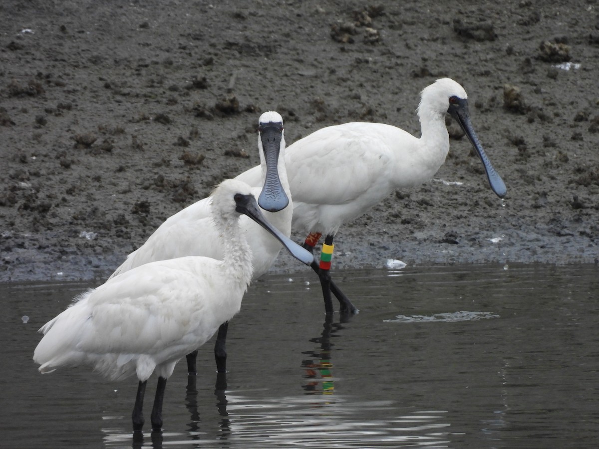 Косар малий - ML646171866