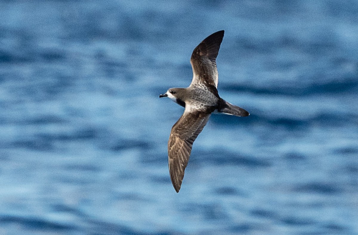 Тайфунник білолобий - ML646171874