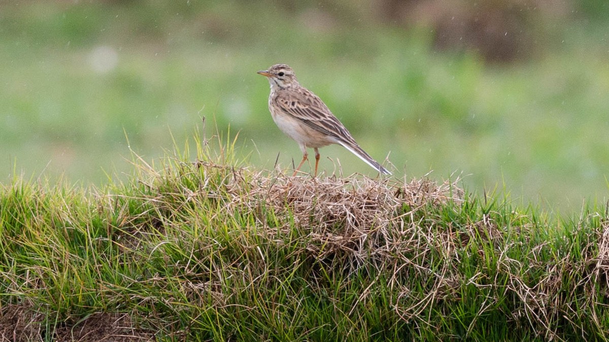 Щеврик азійський/іржастий - ML646171875