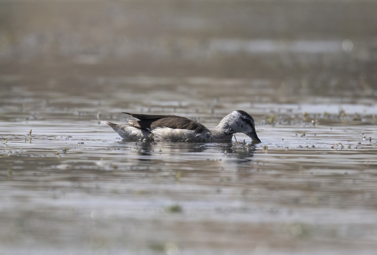 Cotton Pygmy-Goose - ML646171878