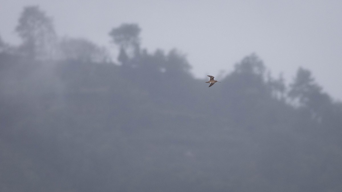 חרטומית ביצות - ML646171879