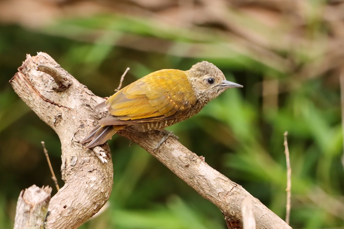 Little Woodpecker - ML646171881