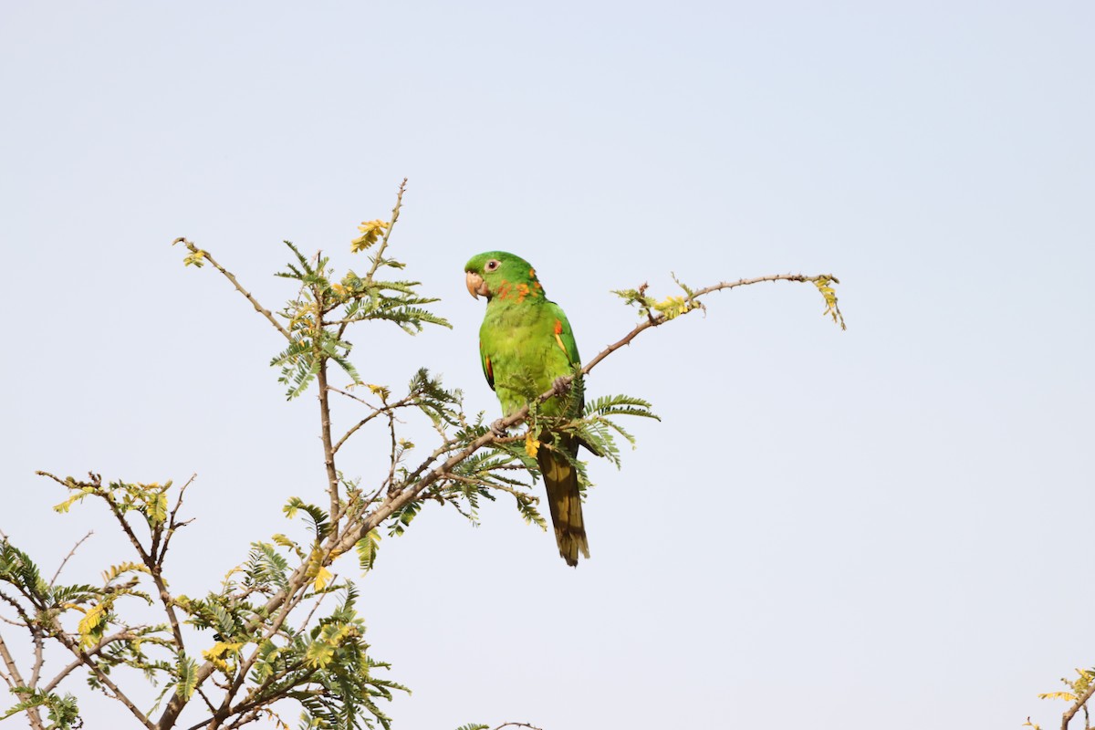 White-eyed Parakeet - ML646171884