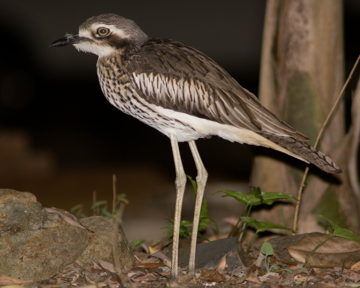 Лежень австралійський - ML646171888