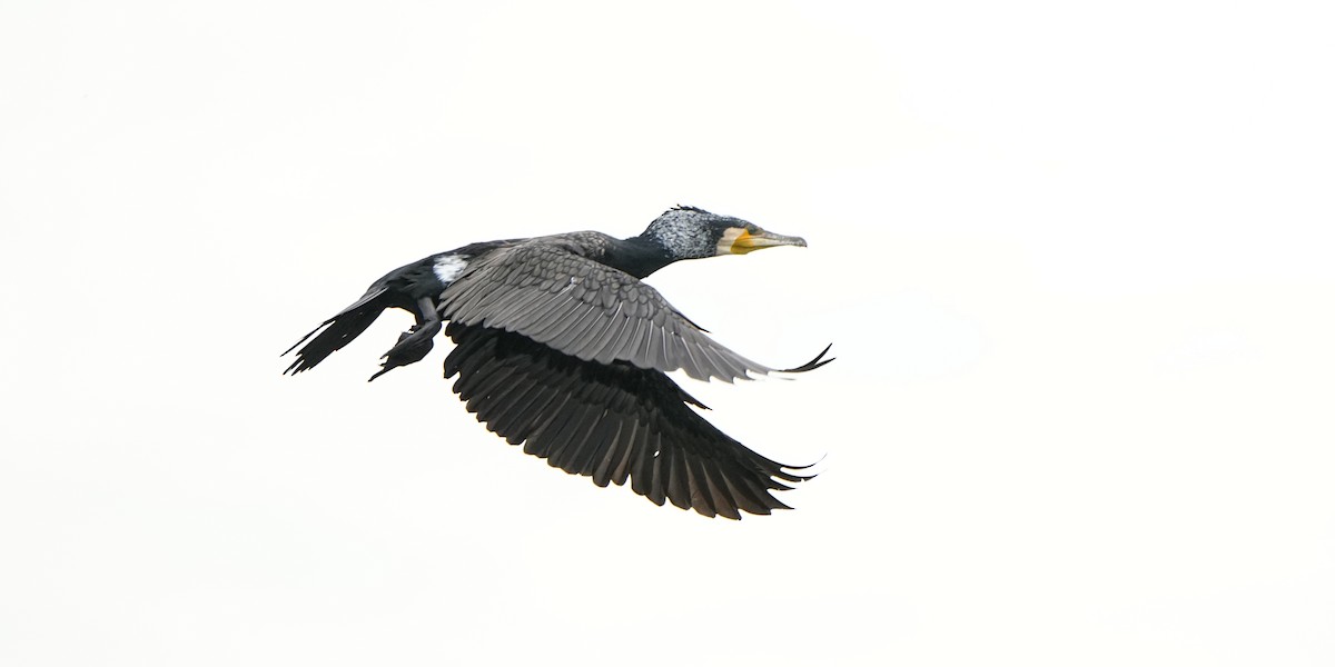 storskarv (sinensis/hanedae) - ML646171889