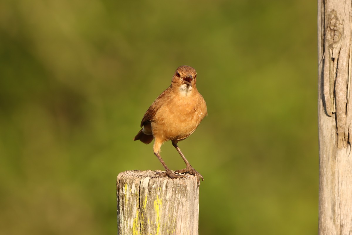 Rufous Hornero - ML646171890
