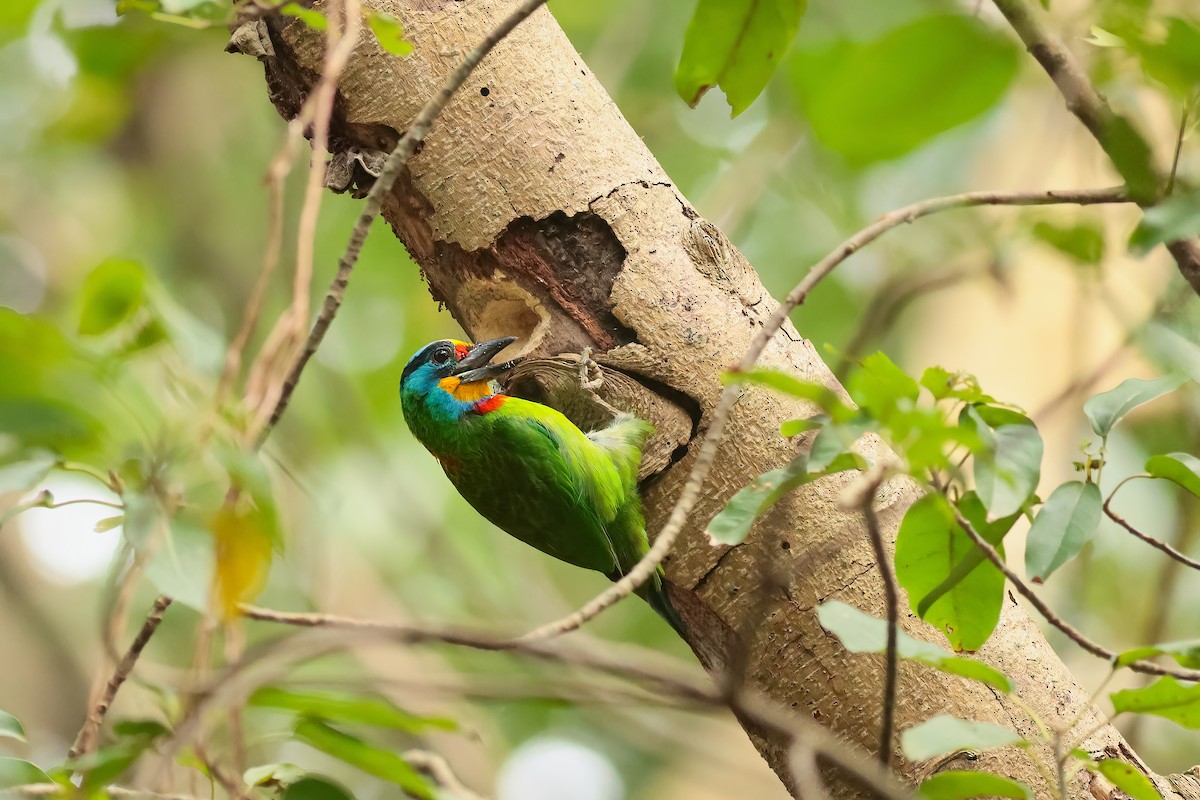 Taiwan Barbet - ML646171891