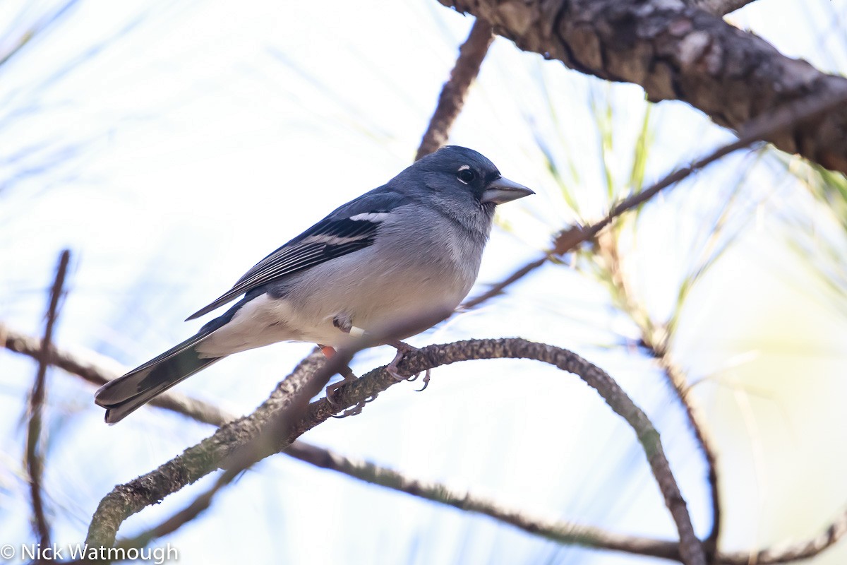 Gran Canaria Blue Chaffinch - ML646171897